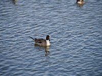 Imports - 3 of 8 : Central Valley, Birds, Birding, Winter